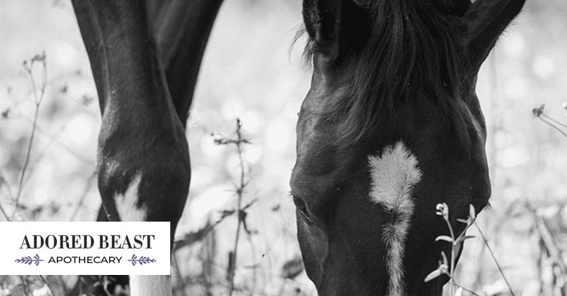 Equine Health: Turn Your Horses Out