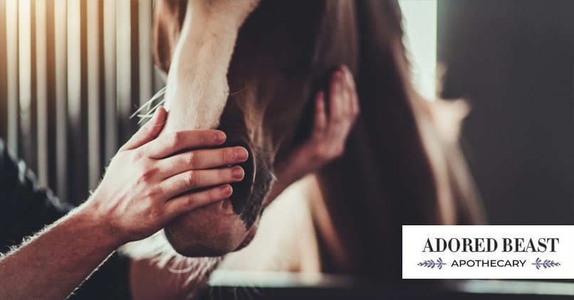 Equine Metabolic Syndrome: More Than Just a Sugar Issue