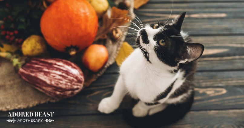 Halloween Safety Tips: Protect Your Pets on All Hallow’s Eve