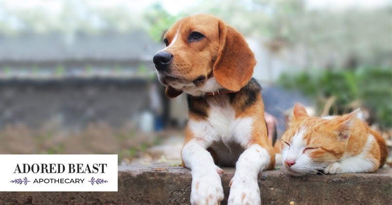 Pancreatitis in Dogs and Cats: It Doesn’t “Just Happen”
