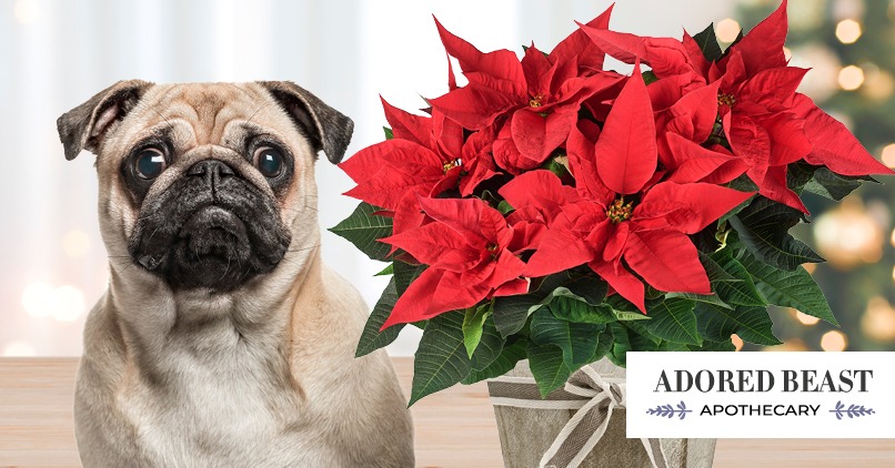 The Truth About Poinsettias and Pets (& Mistletoe Kisses)