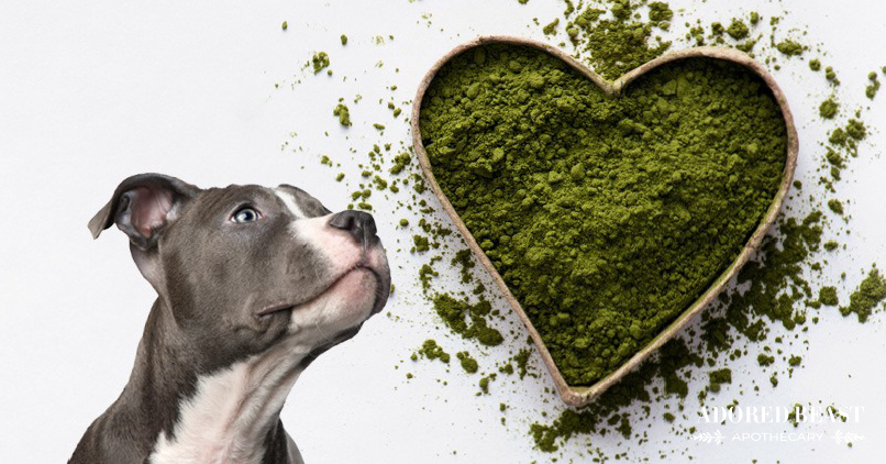 phytoplankton for dogs