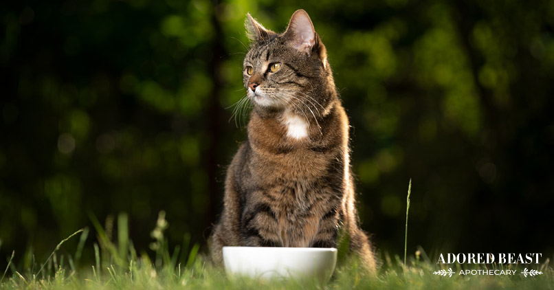 Probiotics for Cats: Show the Gut Some Love