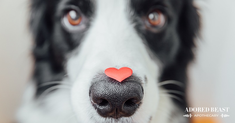 valentine's treats for pets