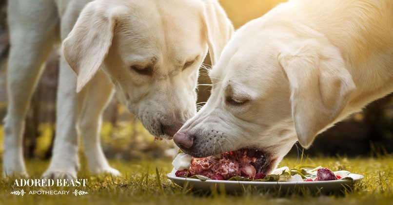 Dog Nutrition: What Should We Actually Feed Them?