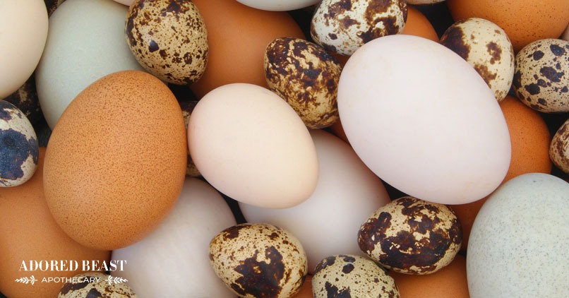Eggshell Membrane for Dogs: Some Cracking Good Benefits