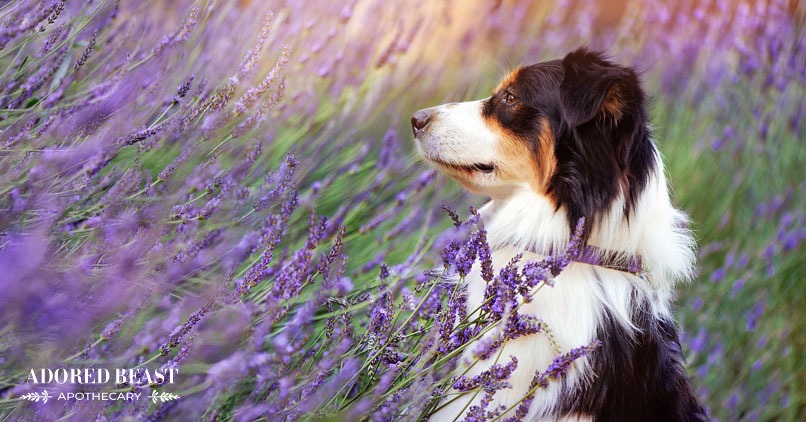 How to Combat Stress and Anxiety in Pets Using a TCVM Approach