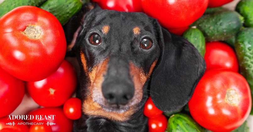 Can Dogs Eat Tomatoes? (+ A List of Yes and No Veggies)