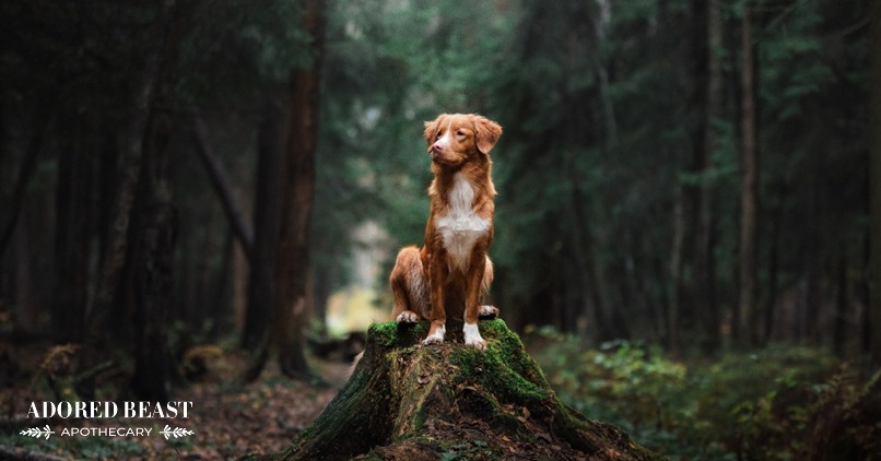 how to remove a tick on a dog