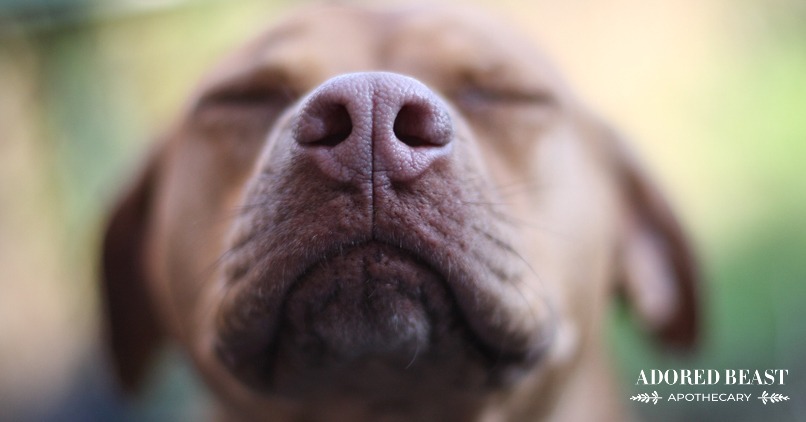 The Food and Stress Equation: Is Your Dog’s Food Stressing Them Out?