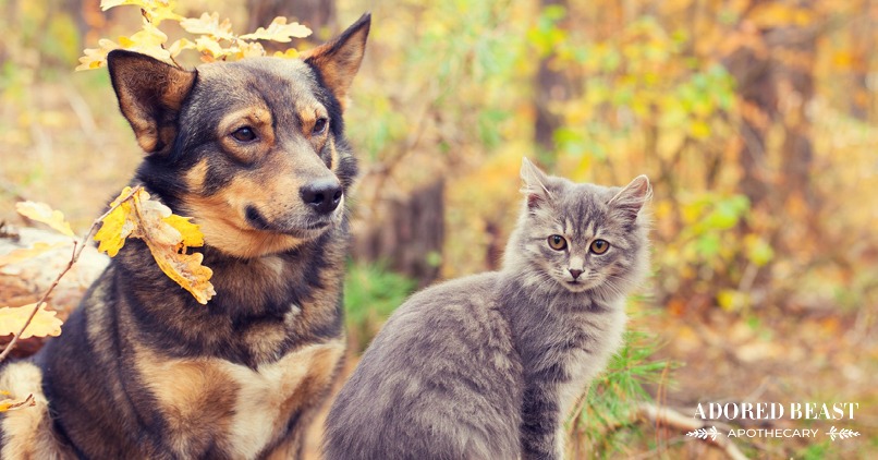 The Ultimate Herbal First Aid Kit for Pets: Be Prepared
