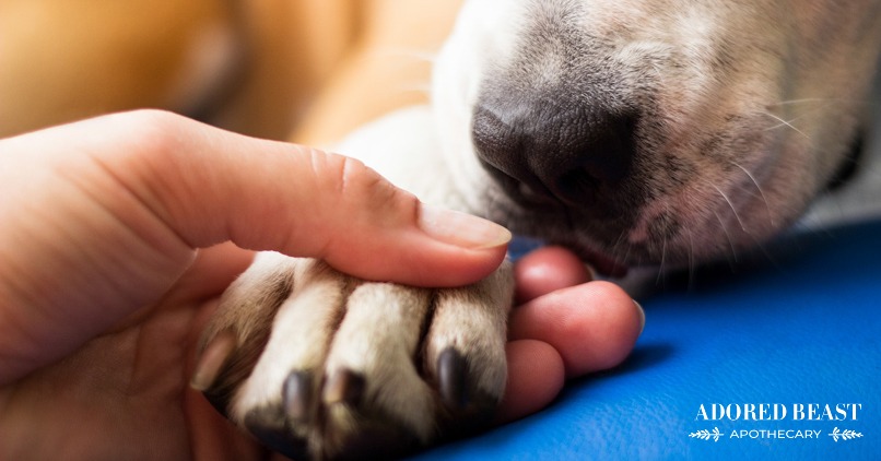 Fear-Free Animal Care: How to Confidently Navigate Your Animal’s Health