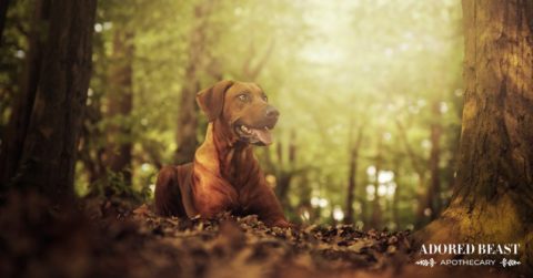 turkey tail mushrooms for dogs