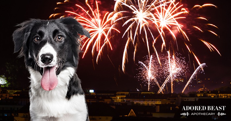 Fear of Fireworks? 4 Tips to Help Your Pet Cope