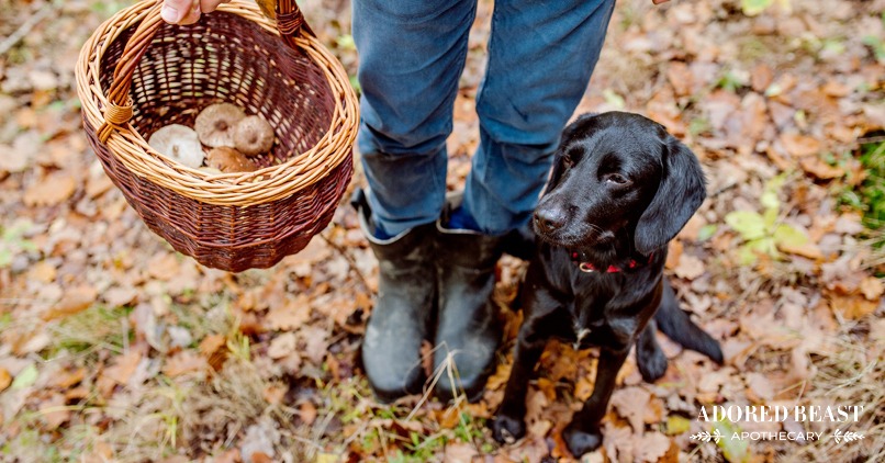 Can Dogs Eat Mushrooms: A Quick Guide to Fungi