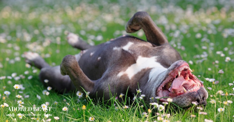 Dog Gut Health: How to Improve it in 5 Simple Steps