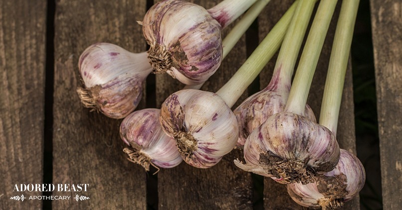 Garlic for Dogs: A Great Idea or a No-Go?