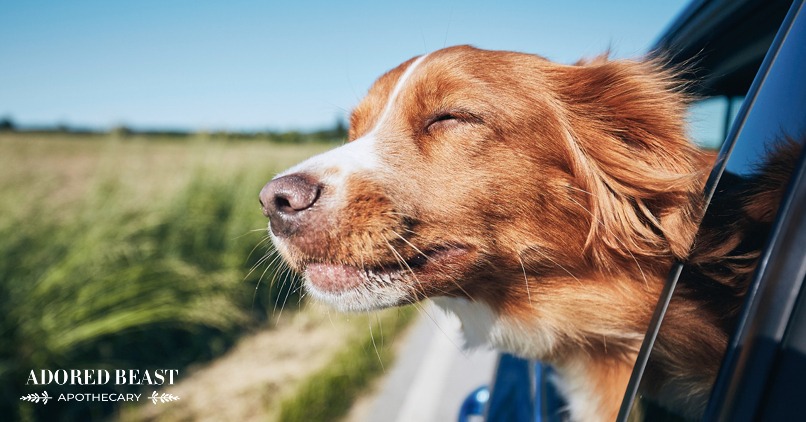 Summer Safety Tips for Pets: How to Beat the Heat