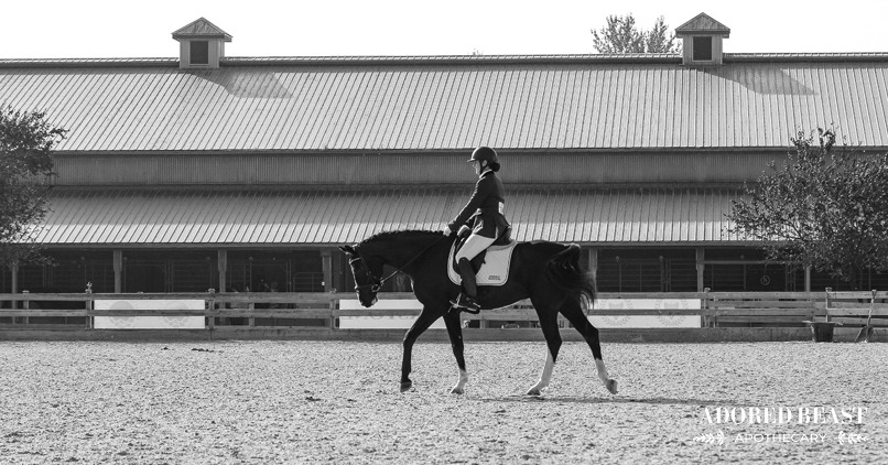 Show Horse Wellness: How to Prevent Added Stress During Competitions