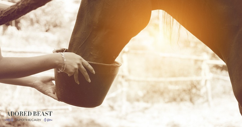 Equine Nutrition: What You Need to Know About Processed Horse Feed