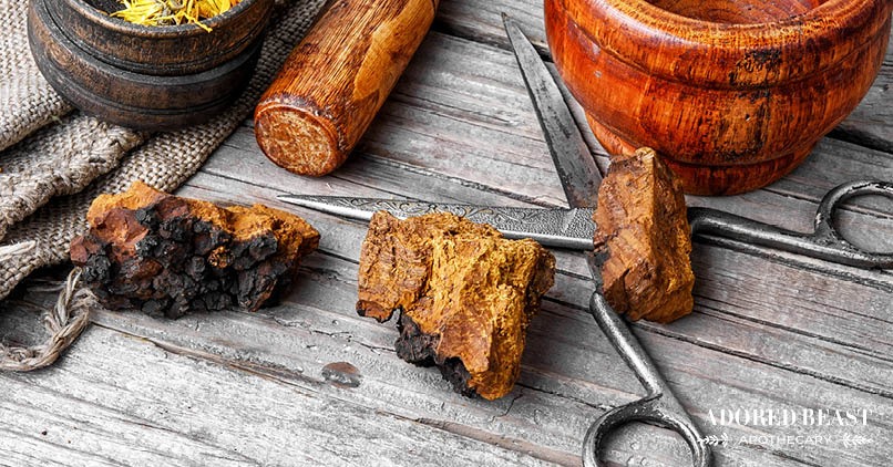 The Benefits of Chaga Mushrooms for Dogs and Cats