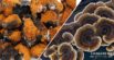 Chaga vs Turkey Tail Mushrooms for Dogs and Cats: Is One Better Than the Other?