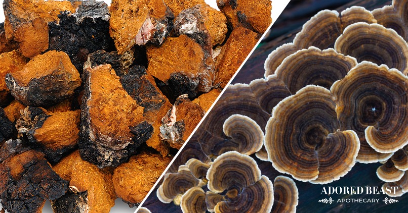 Chaga vs Turkey Tail Mushrooms: Is One Better Than the Other?