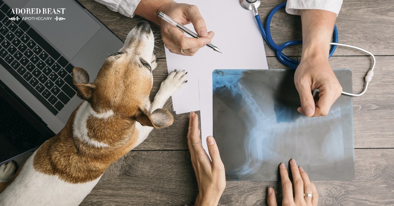 What is Integrative Medicine for Pets?