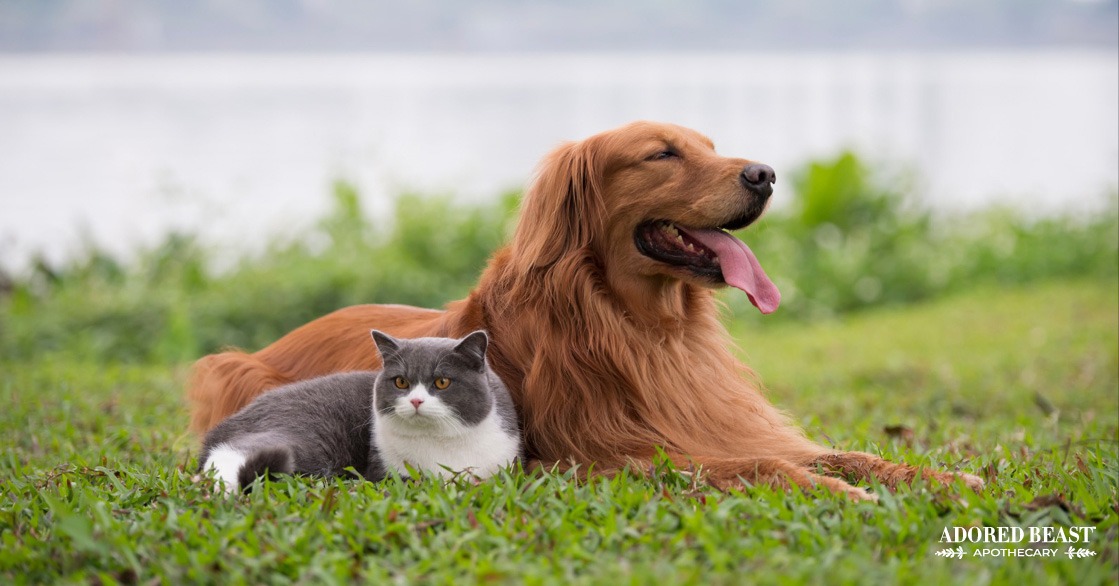 Omega 3 for Dogs and Cats: What’s the Best Source?