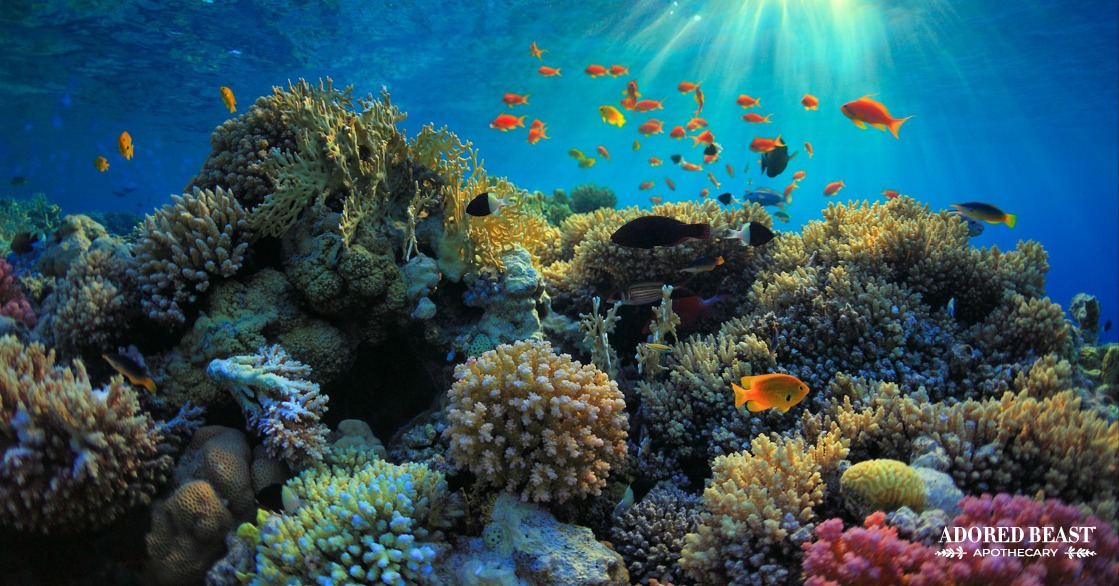 ocean sustainability