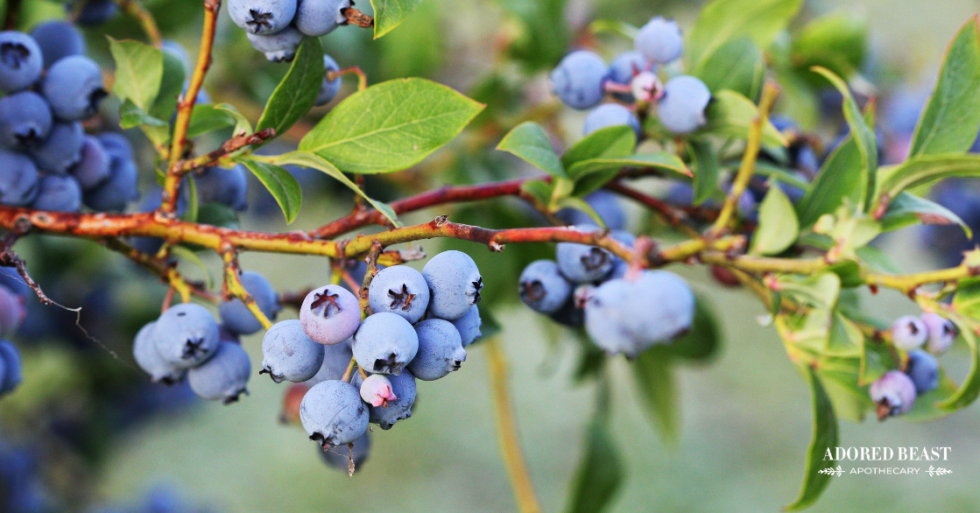 Blueberries for Dogs The Benefits PLUS the Best Way to Feed Them