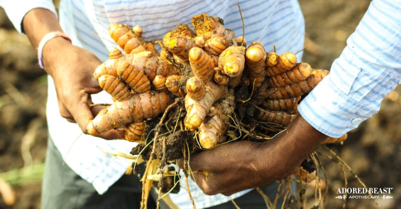 Is There Lead in Turmeric? How to Test Yours at Home