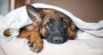 Using Slippery Elm for Dogs for Digestive Upset