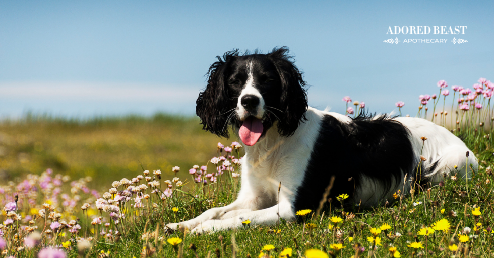 Environmental Allergies in Dogs How to Help Your Pet Cope
