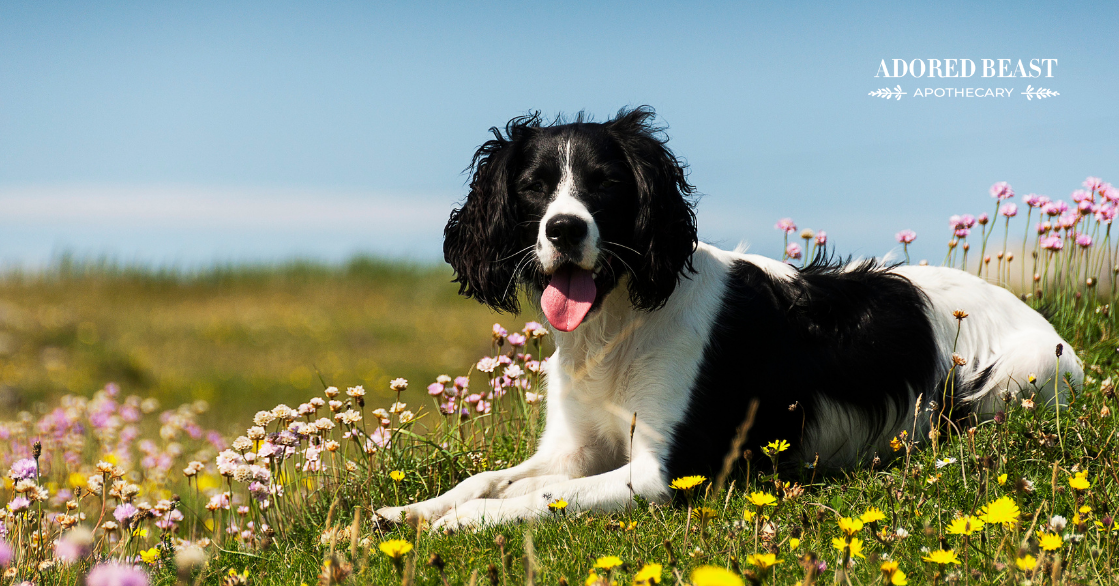 Environmental Allergies in Dogs: How to Help Your Pet Cope