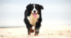 CCL Tear in Dogs: What to Do When the Cruciate Ligament is Injured