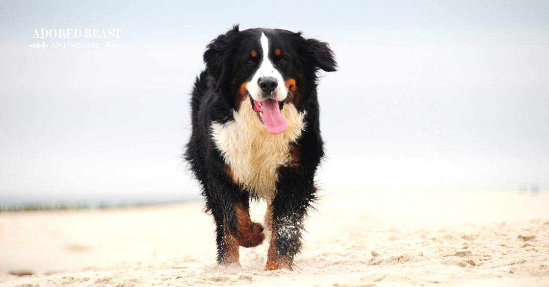 CCL Tear in Dogs: What to Do When the Cruciate Ligament is Injured