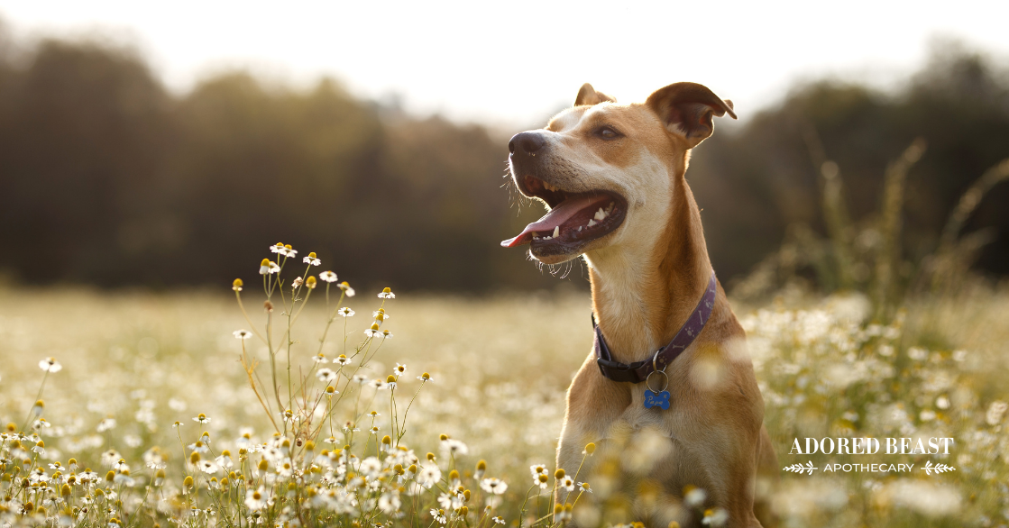 What’s the Best Probiotic for Dogs (& When Should You Use it)?