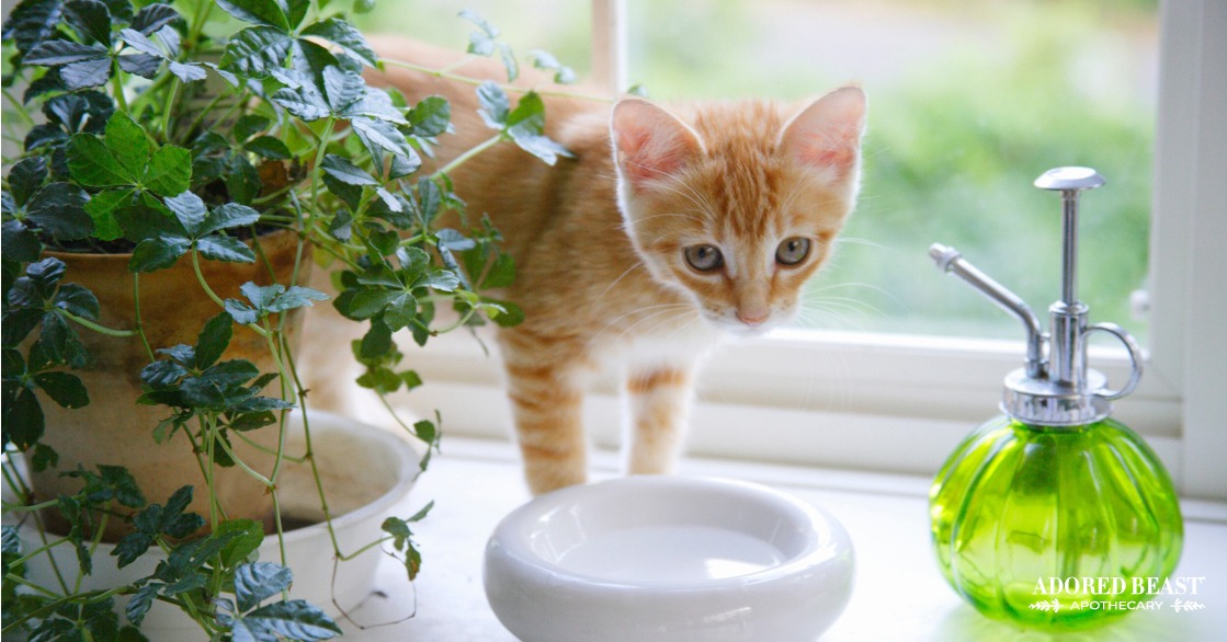 common household poisons for cats