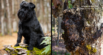 Medicinal Mushrooms for Dogs: The Power of Rotation