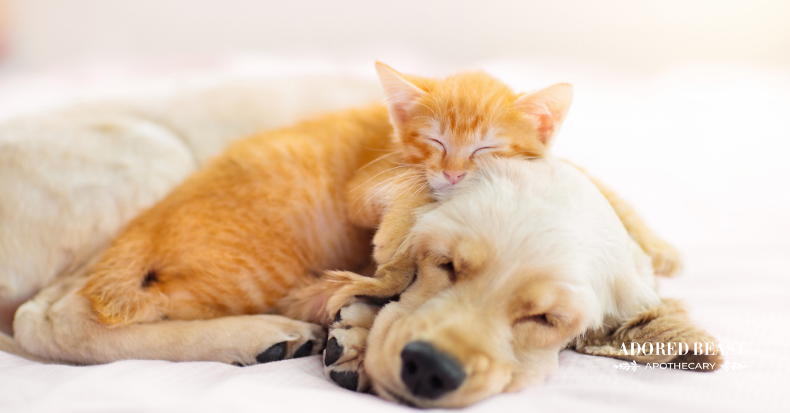 The Importance of Calming Cat and Dog Stress: Useful Resources for Relief