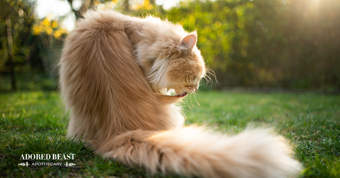 The Many Causes of Hairballs in Cats, Plus How to Prevent Them