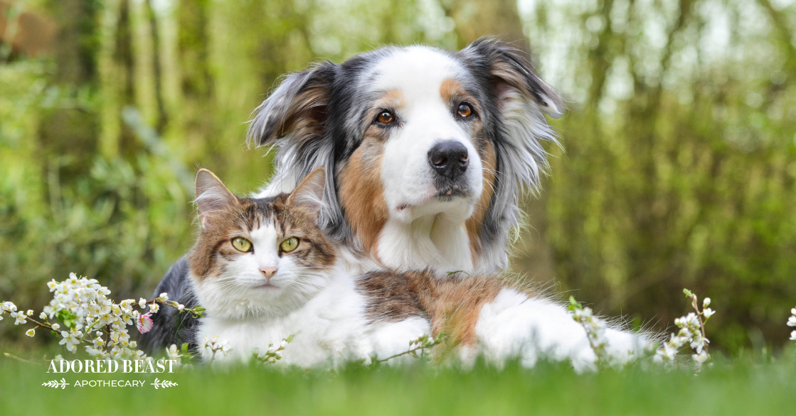 Bladder Infections in Dogs and Cats – Easy-to-Understand Tools