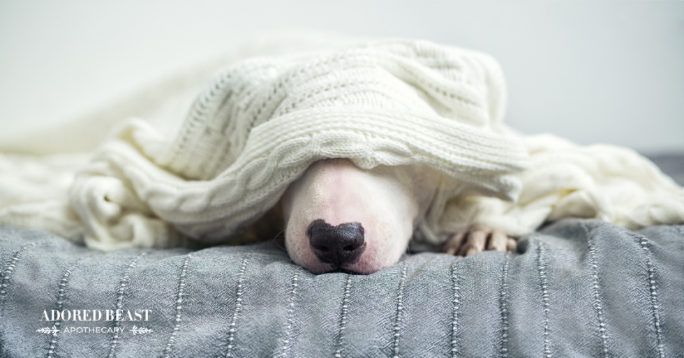 Dog Incontinence What's Behind the Accidental Leakage?