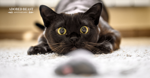 Image showcasing The Many Benefits of Slippery Elm for Cats