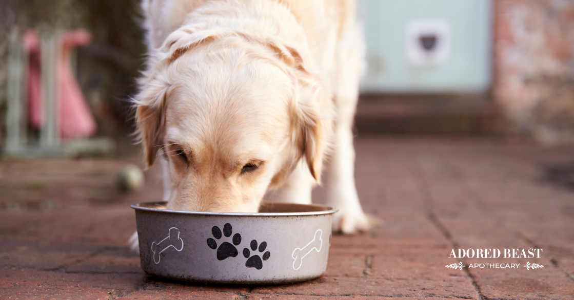 digestive enzymes for dogs