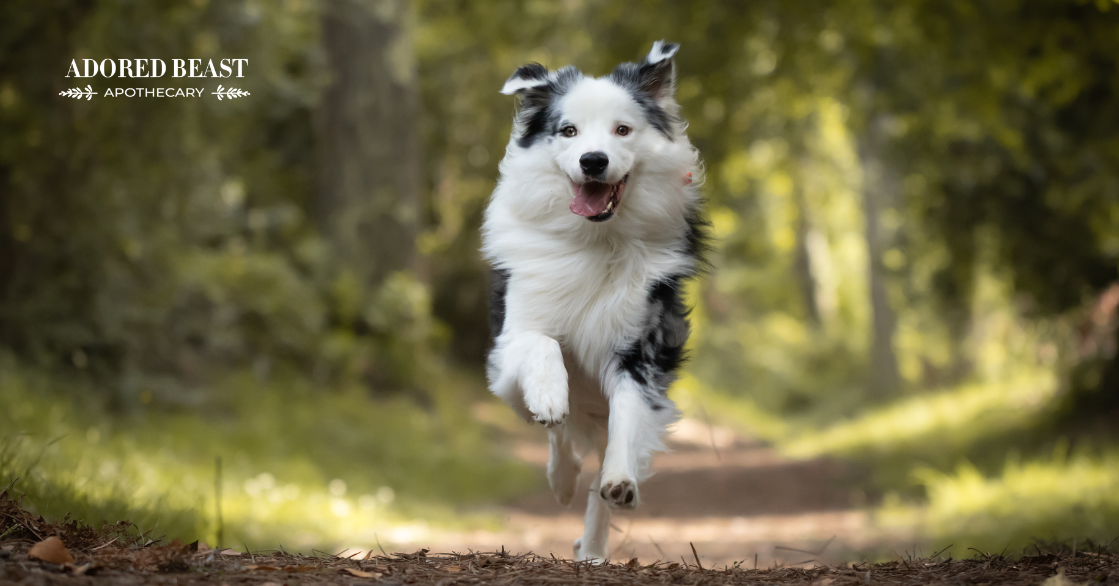 5 Tips for Proactive Joint Health for Dogs