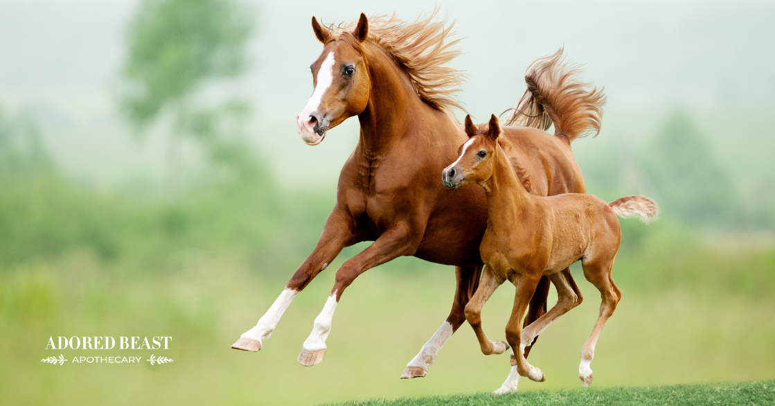 Joint Support for Horses for Prevention and Maintenance