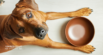 How Often Should You Wash Dog Bowls?