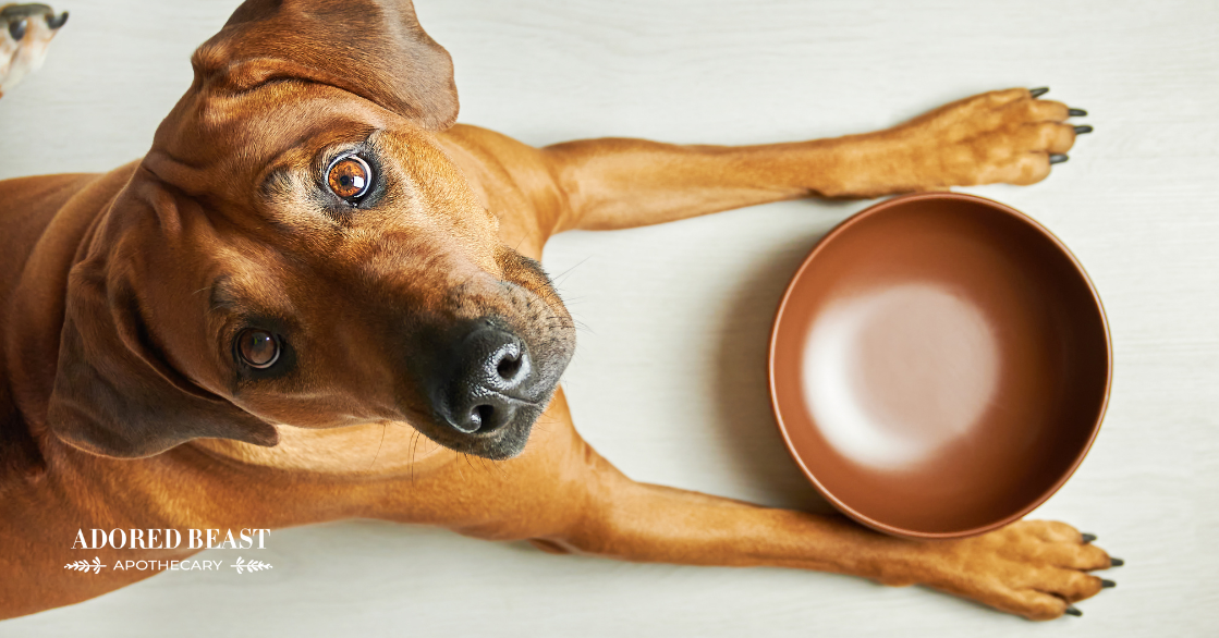 How Often Should You Wash Dog Bowls?